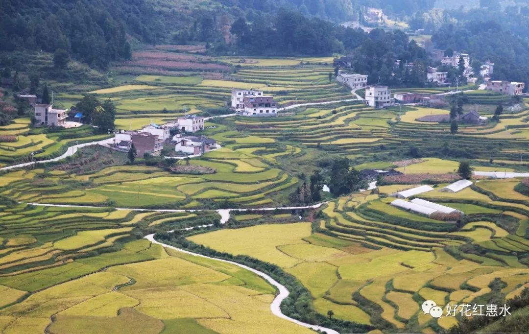 惠水县雅水镇群山环绕,山清水秀,海拔1400左右,日照充足,加上昼夜温差