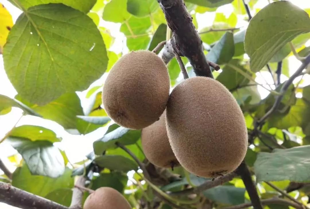 千亩猕猴桃成熟!首届采摘文化节好多福利免费