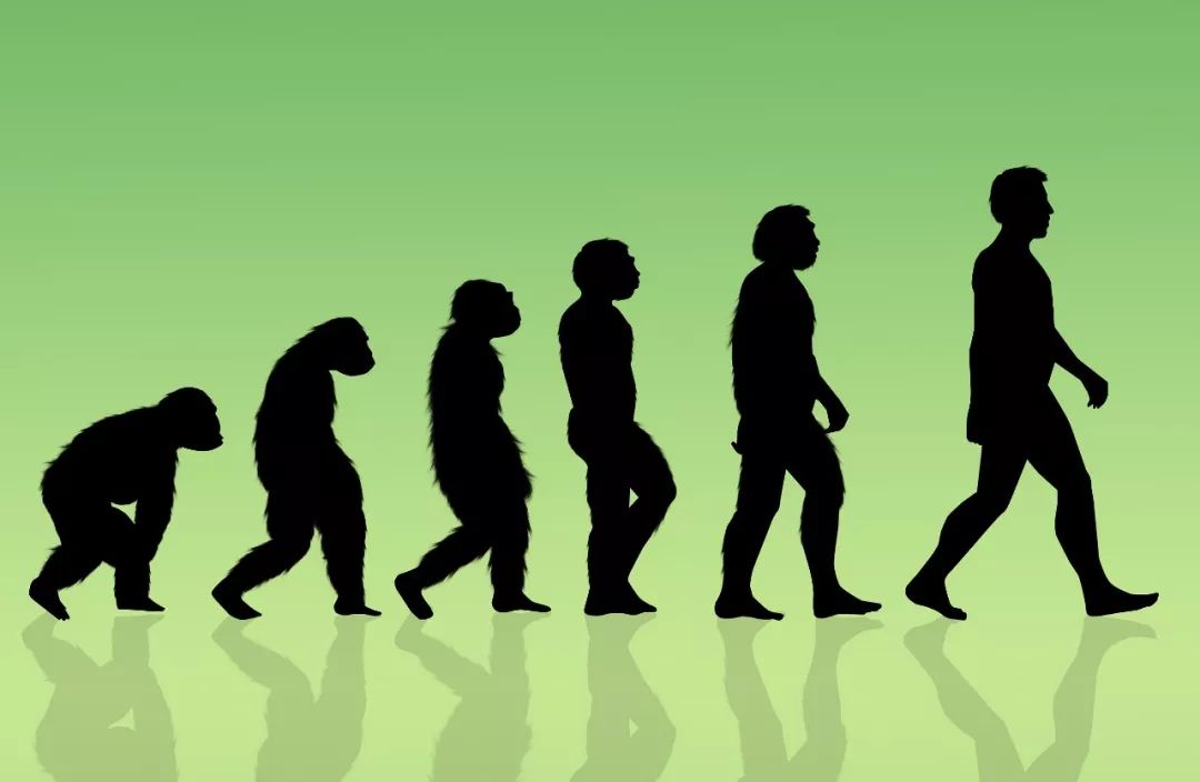 说闻解事380万年前的猿人头骨告诉你不一样的人类进化史
