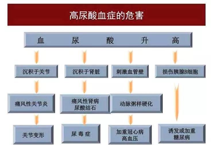 却不知道高尿酸除了导致急慢性痛风,痛风石等方面的问题外,还会出现