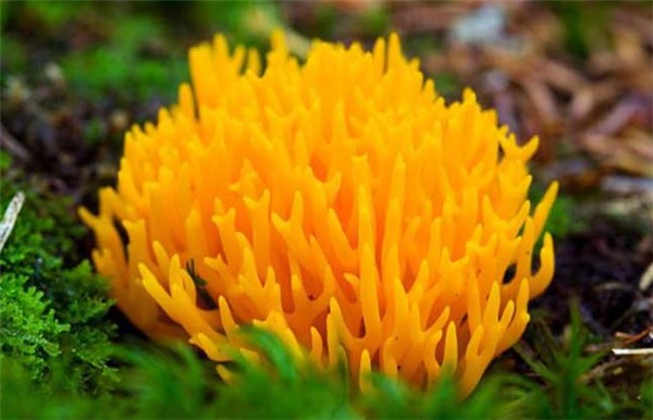 15种常见有毒云南野生菌的名字和介绍
