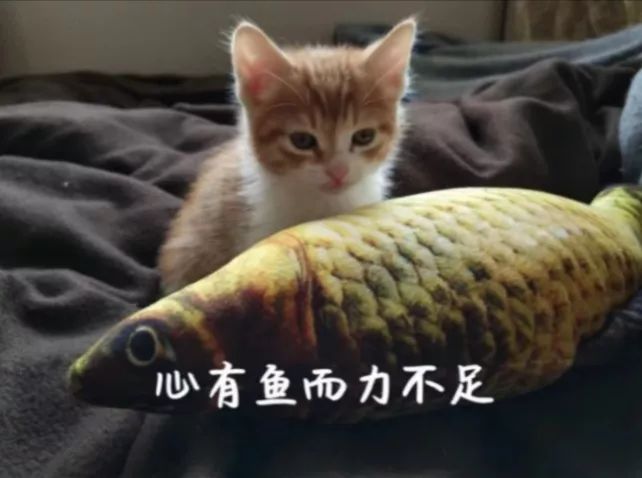 【复旦选课申请迷惑行为大赏】附申请攻略及内