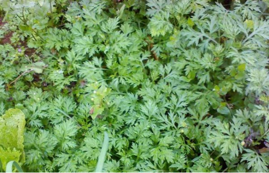 艾草干什么用的 e056a415f81c4bcb9f5feea333c3d092.png