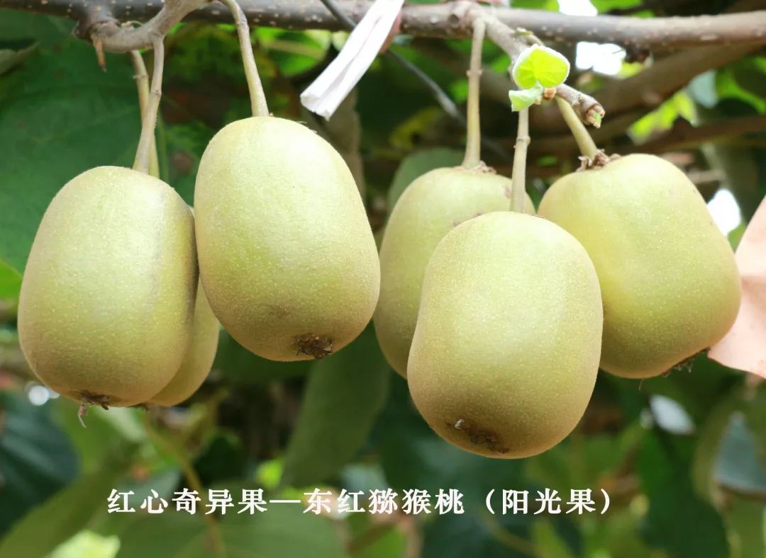 千亩猕猴桃成熟!首届采摘文化节好多福利免费