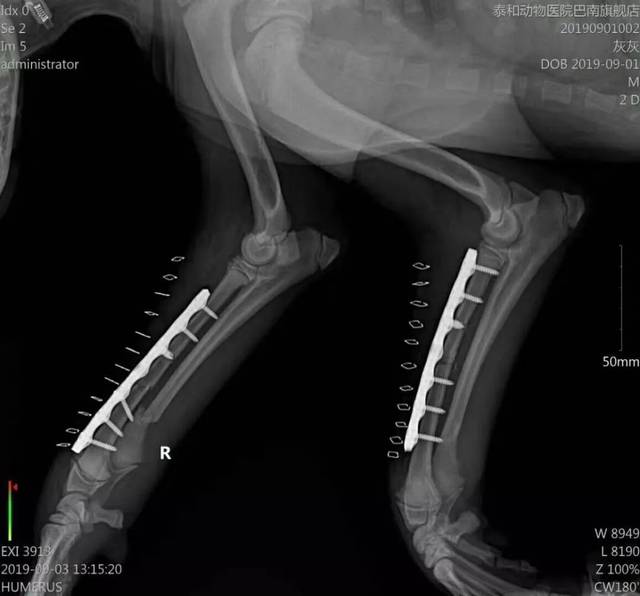病例分享田园犬双前肢桡尺骨骨折prclhyprotect锁定骨板系统临床病例