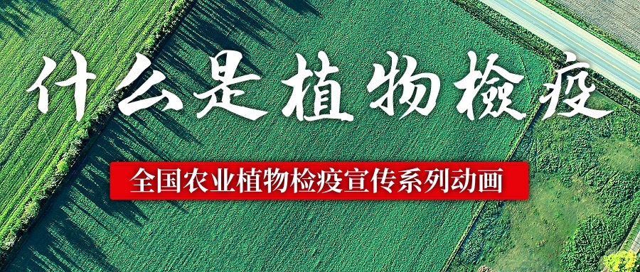 什么是植物检疫?全国农业植物检疫宣传系列动画