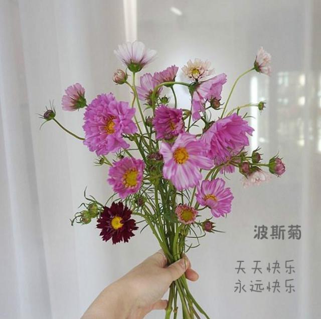 盘点各种花的花语还不快收藏起来