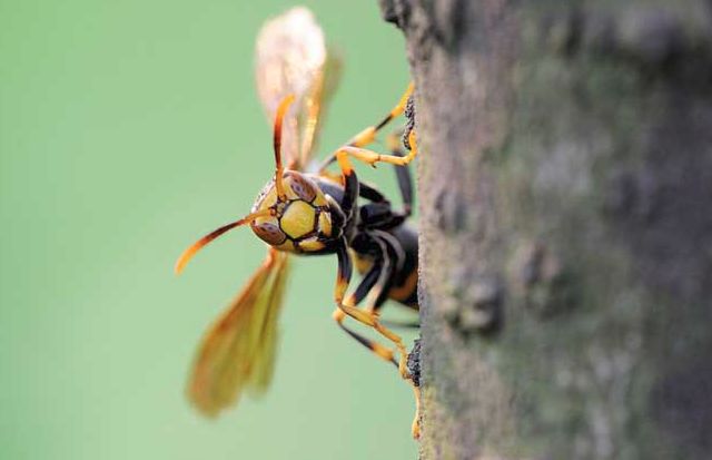 黄蜂蜇人之后会怎样 0b54ecf2fc98457a879958774d10c616.jpeg