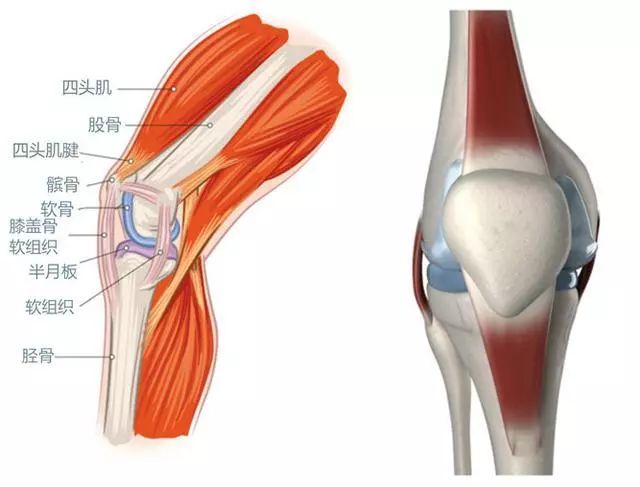 护膝关节套是什么原理_正常膝关节是什么样子