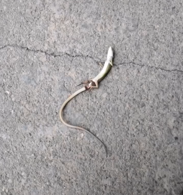 壁虎视频高清完整版 0ffb3d94fb744c36880e560fff8eda76.png