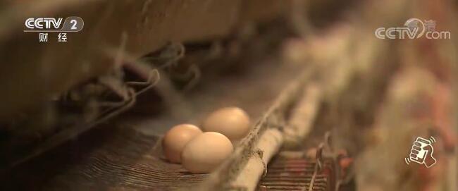 河北邯郸：秋季产蛋率提升鸡蛋价格小幅回调
