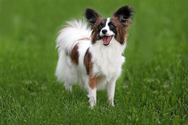 狗耳朵的特点和作用 18989b34341041b49caa414a030c889a.jpeg