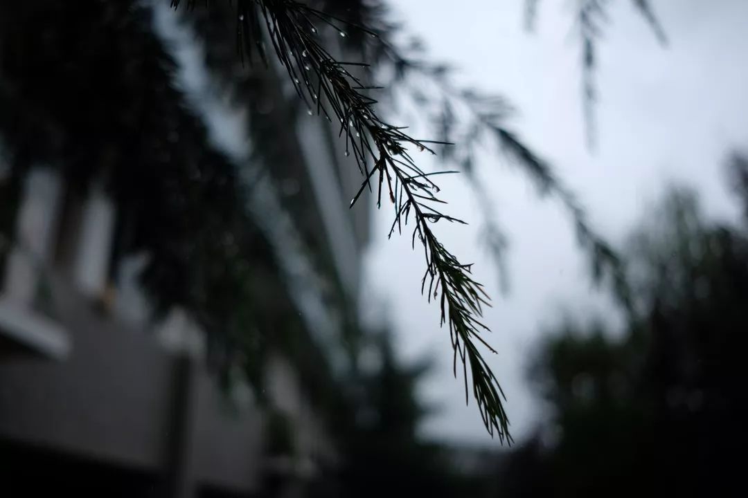 池塘秋雨落浮萍