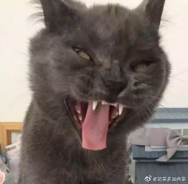 网上举办了一届"最丑猫猫大赛".辣眼睛!都是外星来的