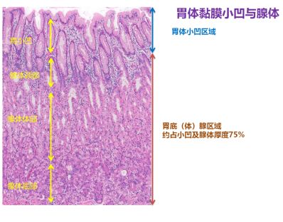 胃腺窝上皮的立体构造由其深部的固有腺所决定,胃体腺分布于胃底和胃