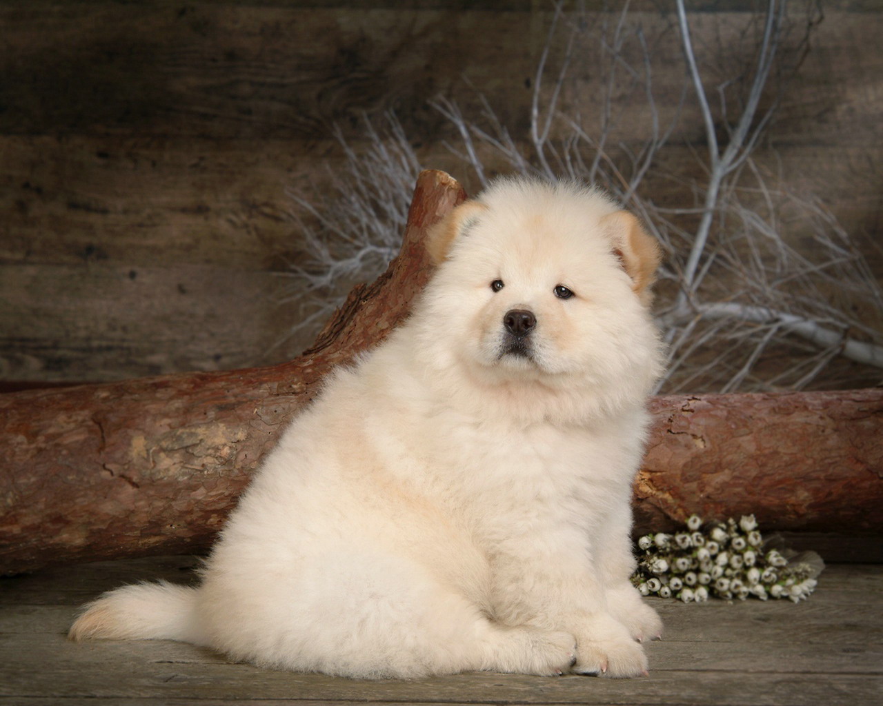 直擊全球壽命最長的犬類，中國「神犬」位居榜首 寵物 第4張