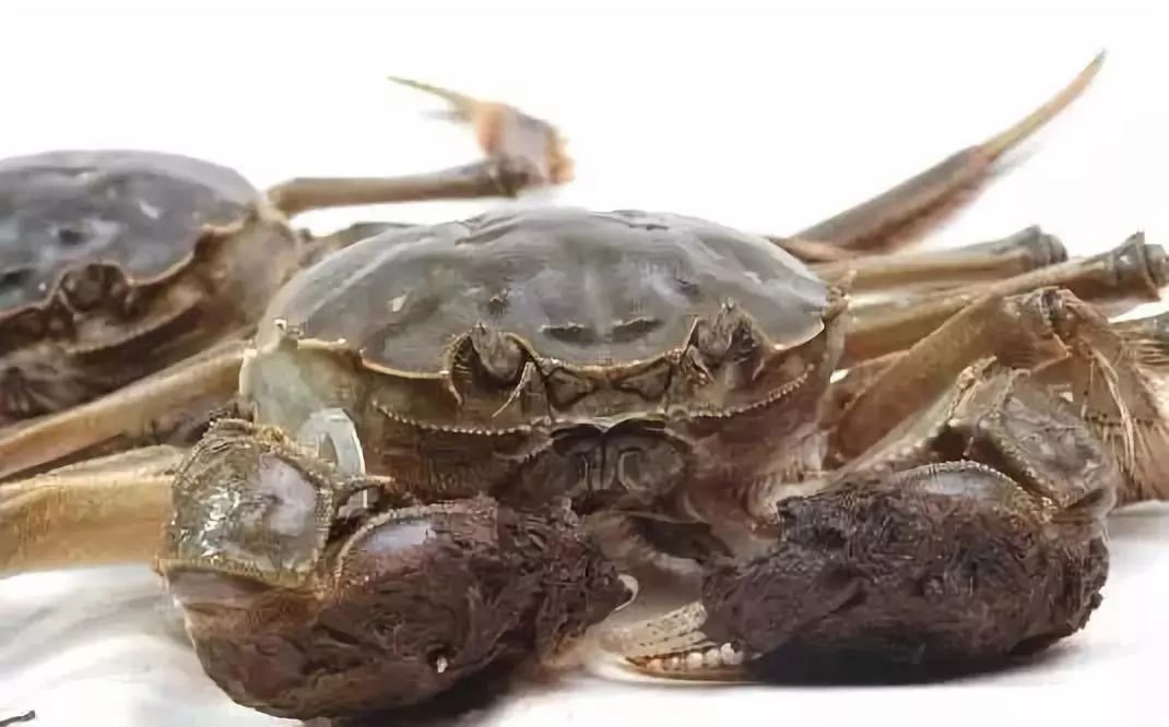 为什么叫三角蟹 2d69446678864907a94c7e9833093727.jpeg