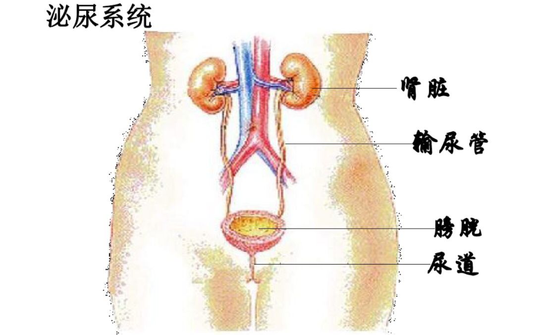 排泄有3种途径: 1 由泌尿系统以尿液排出.