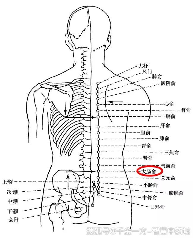 大肠俞穴 穴位指示图