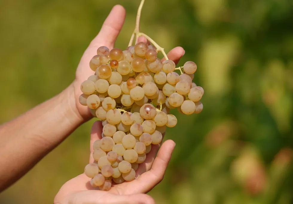 意大利最有名白葡萄品种,你听说过几个?