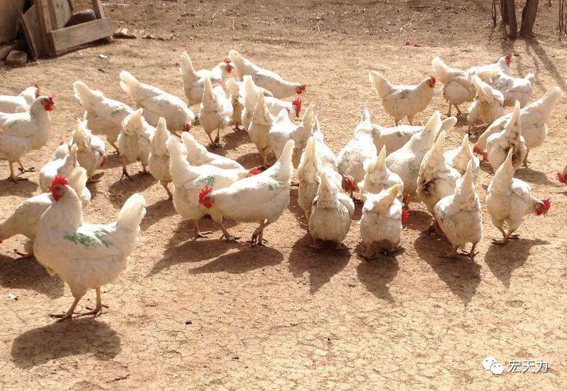 用什么可以防治黄鼠狼 3a48d3bc395a40ad8838389081747d8a.jpeg