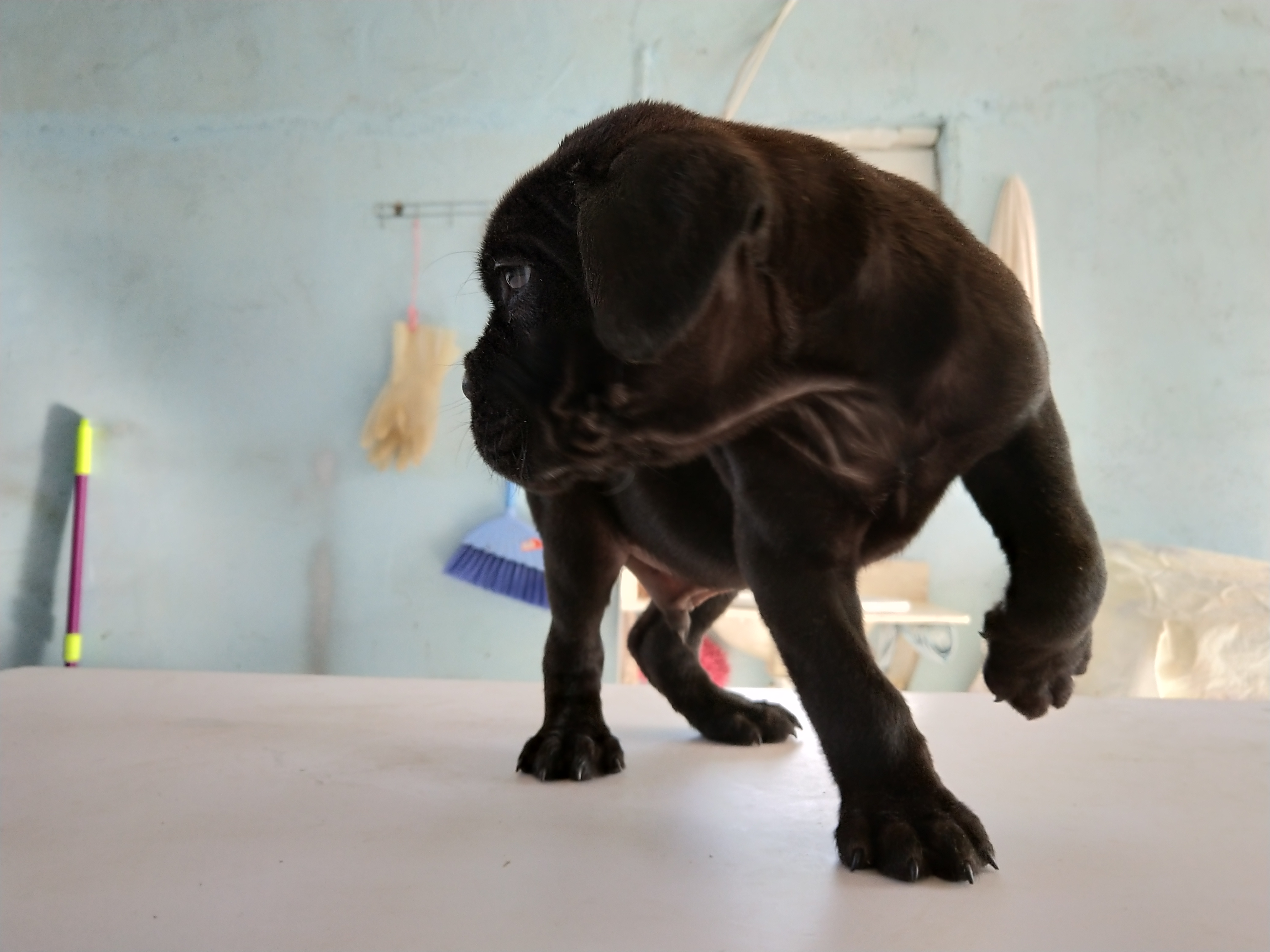 2个月内卡斯罗幼犬的6项训练内容