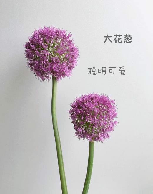 盘点各种花的花语,还不快收藏起来!