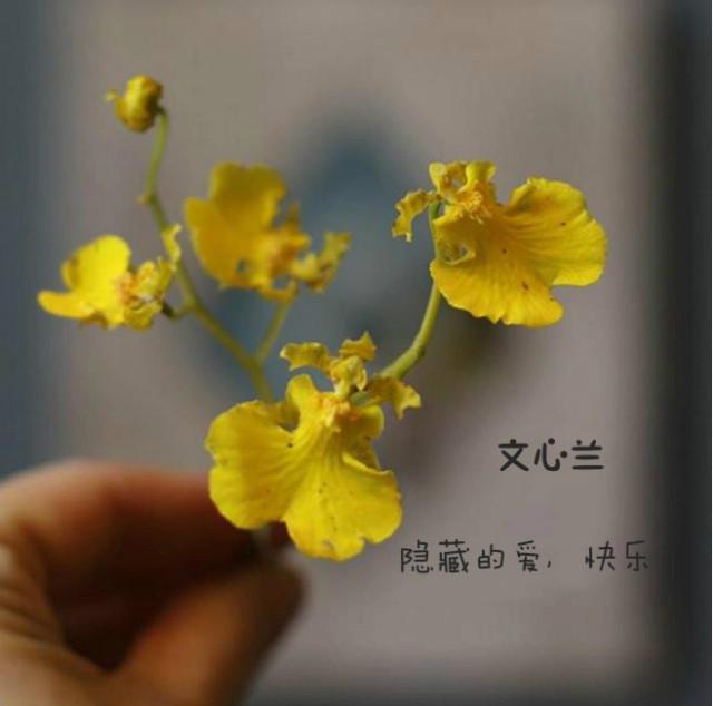 盘点各种花的花语还不快收藏起来