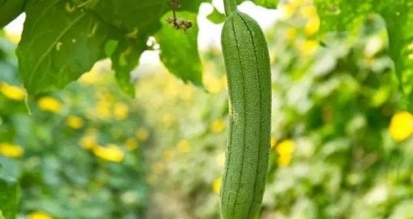 仙游有多少人口_曝光 仙游人终于有自己的足球俱乐部啦 现在加入还可以...(3)