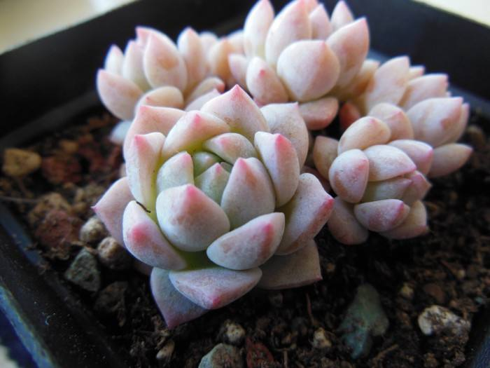 多肉小花盆高颜值 45af2a187bc5491fa18be029cbf82029.png