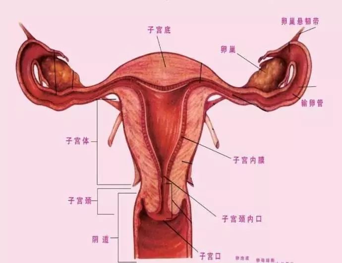 子宫示意图什么是宫颈糜烂?
