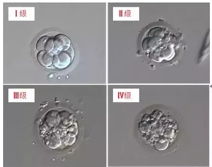 美国试管技术为何这么看重囊胚培养?