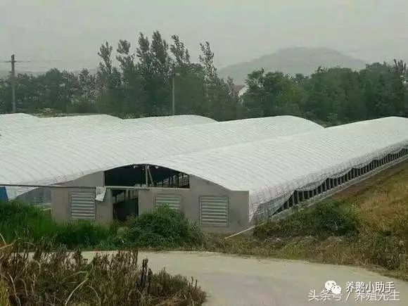 建鹅棚…经济实用