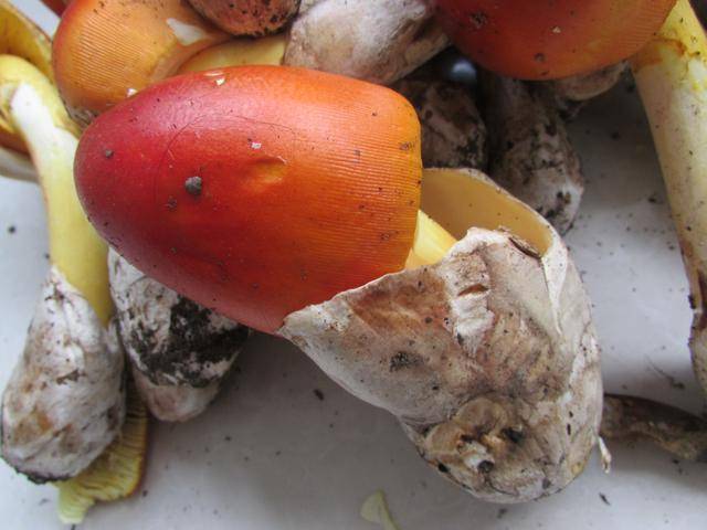 橙盖鹅膏菌 (学名: amanita caesarea ),又名橙盖伞,黄罗伞及白橙盖