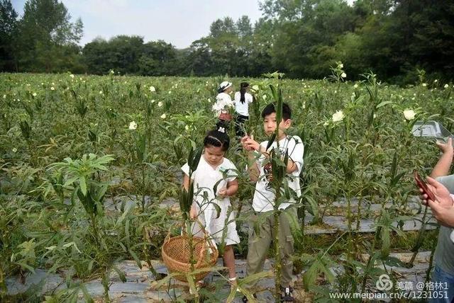 由汖味秋葵园组织的汖味秋葵农业采摘品鉴暨曹山新景一日游活动在曹山