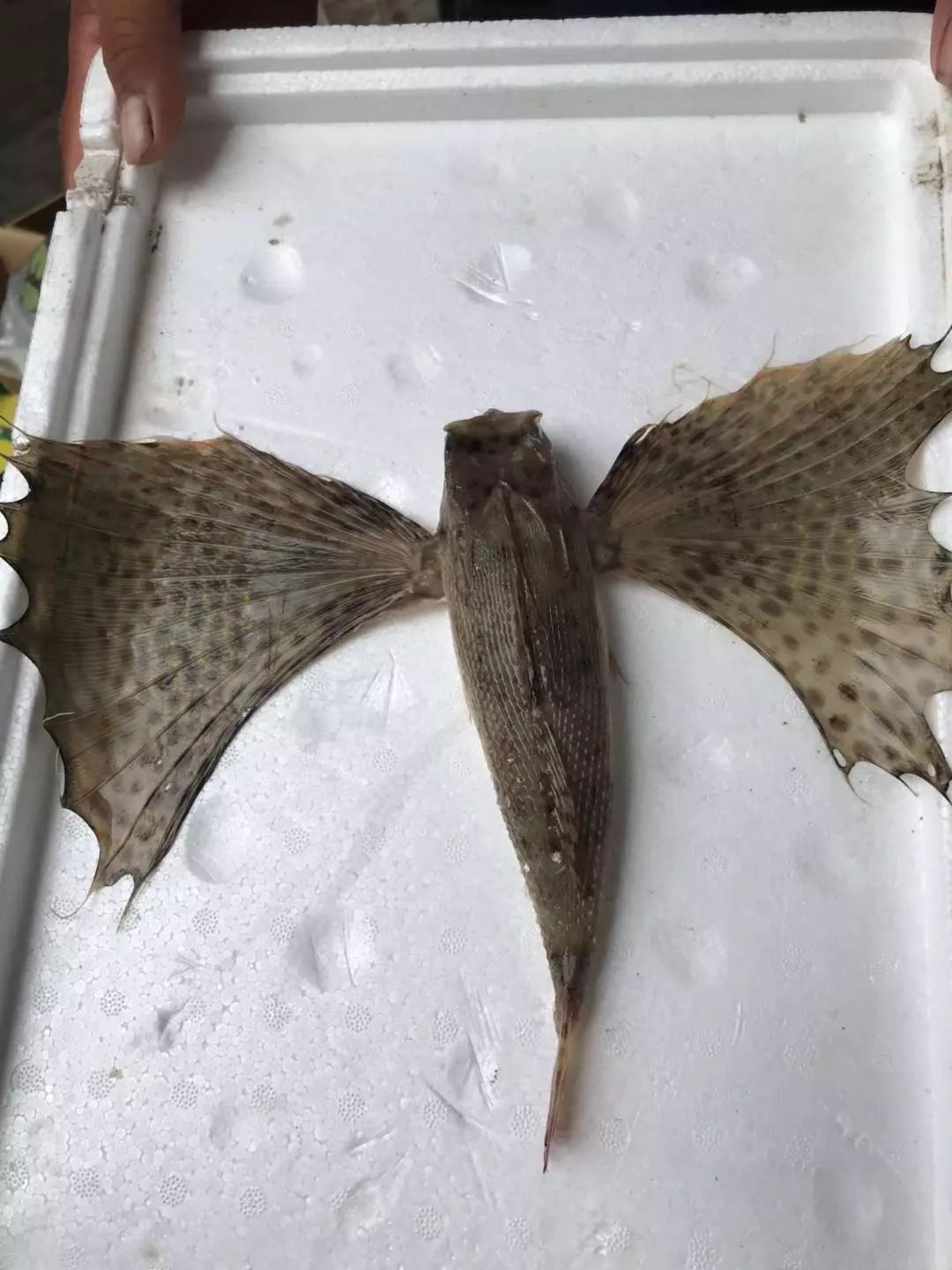 余姚有谁见过长翅膀的鱼?这条怪鱼被人抓到了