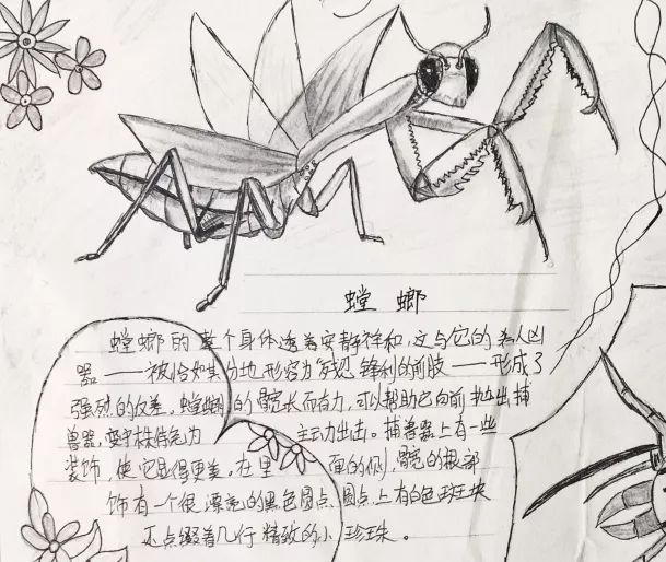 上榜理由: 螳螂是《昆虫记》中的人气冠军,或许得益于它修长的身体