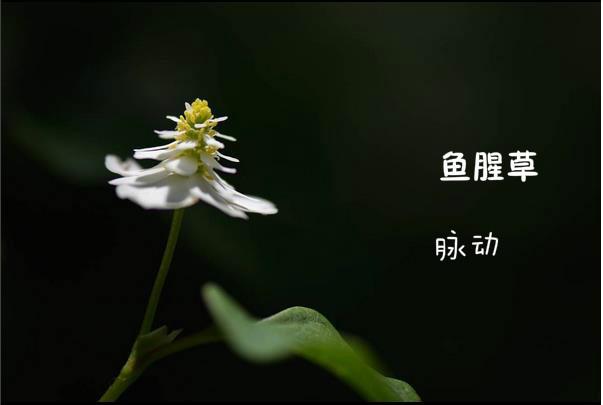 成语芝草什么_成语故事简笔画(3)