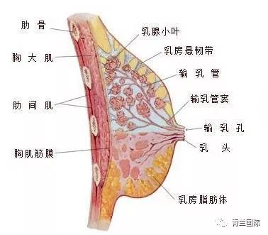 什么样的女人容易得乳腺增生 84c82d1c930042febab9458749970c0c.jpeg