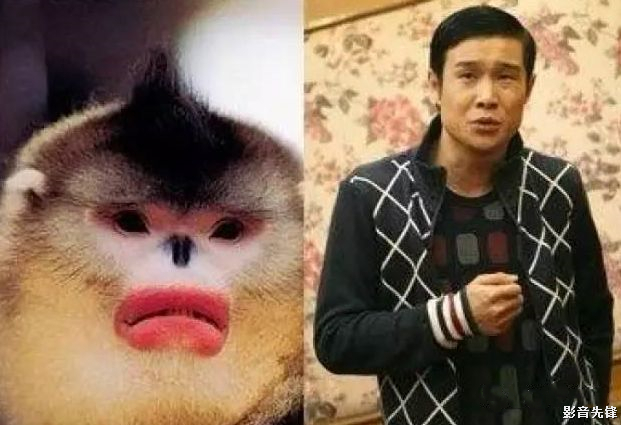 动物界的"明星脸",可以组团出道了!