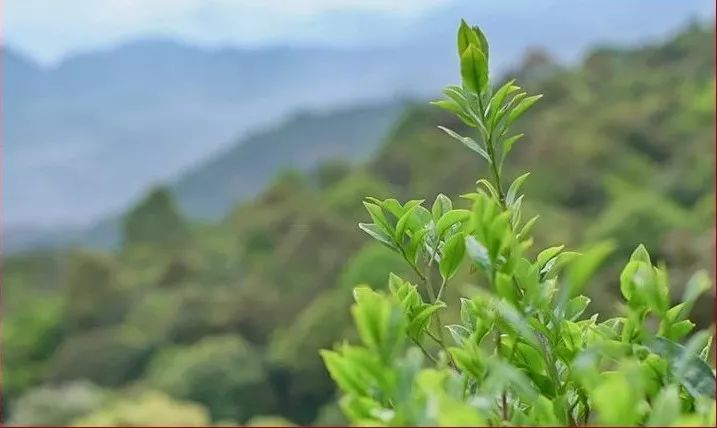 送茶啦 | 多种潮州凤凰茶香型任选,一次喝过瘾!