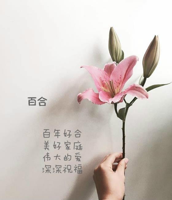 盘点各种花的花语还不快收藏起来