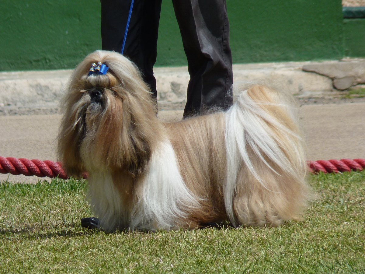 直擊全球壽命最長的犬類，中國「神犬」位居榜首 寵物 第3張