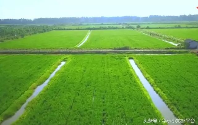 稻田虾养殖的最大误区:小龙虾多卖钱就行了,水稻能收多少算多少