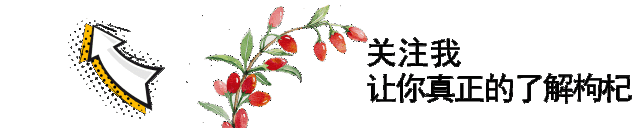 鲜枸杞怎么吃最好