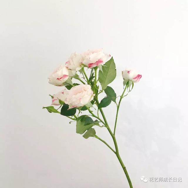 每日一花 | 仙女玫瑰,少女脸颊上浅浅的红晕