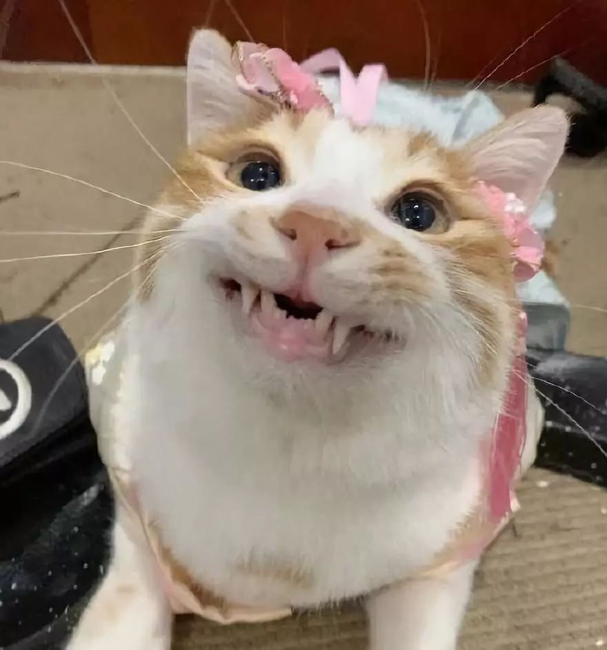 网上举办了一届"最丑猫猫大赛",参赛的照片让人震惊