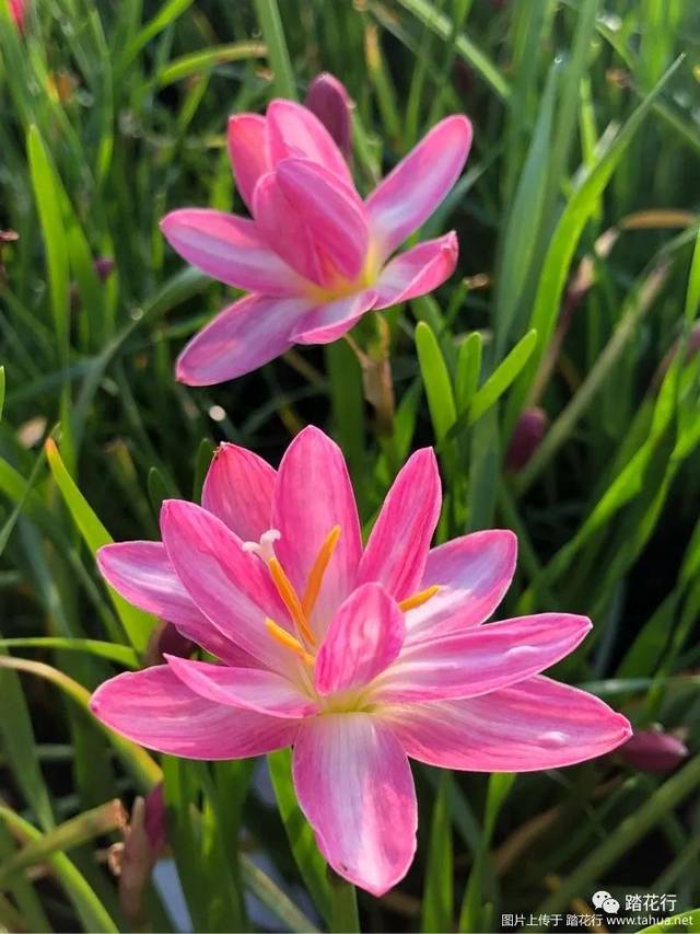 风雨兰,夏日的一道美丽风景线_花瓣