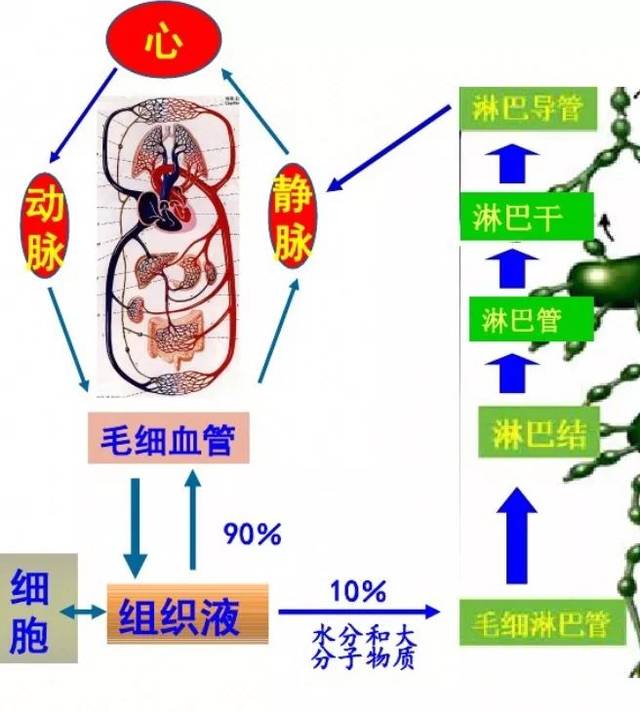 病毒等进入毛细淋巴管随淋巴液流动,被巨噬