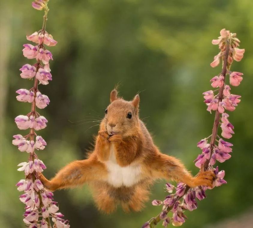 鼠是什么神仙的化身 e19bca68d5884911a960f9afab12bd90.jpeg